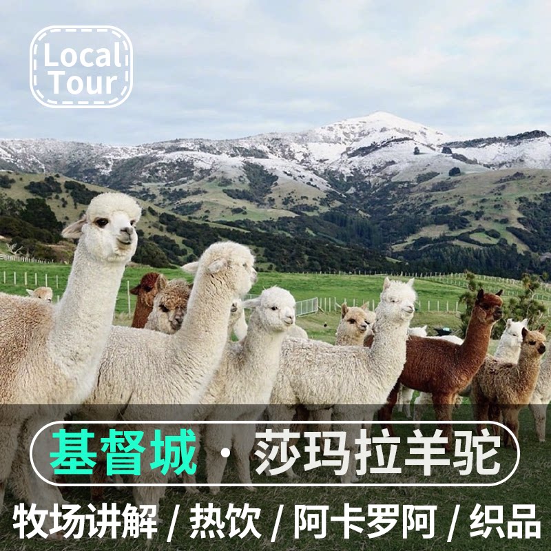 [莎玛拉羊驼牧场-大门票]新西兰基督城阿卡罗阿莎玛拉羊驼