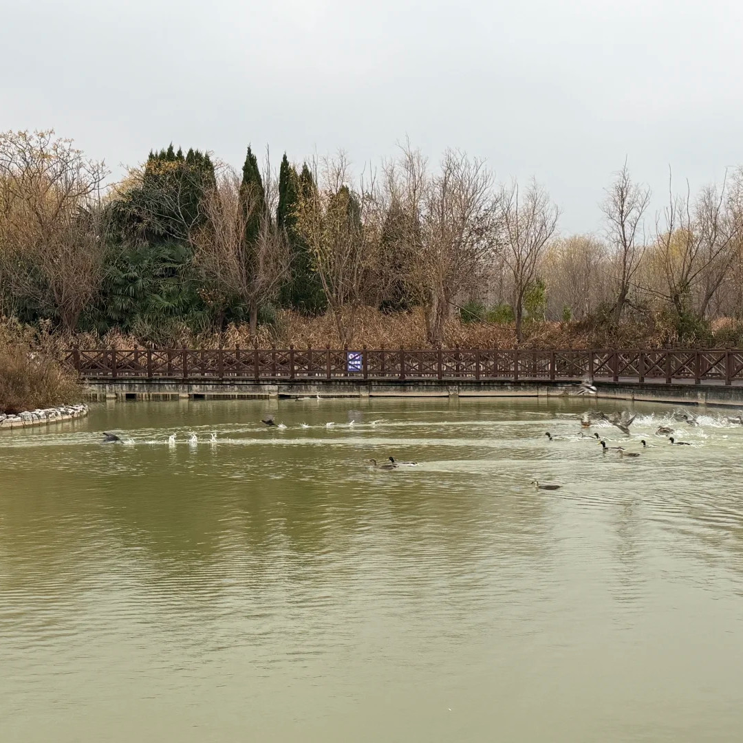 盐城+中华麋鹿园+丹顶鹤湿地生态旅游区4日3晚私家团 - 实物图