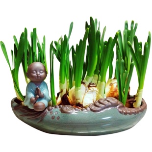 剥皮好的水仙花球正宗漳州水仙花大种球花头水培花卉冬季水养盆栽