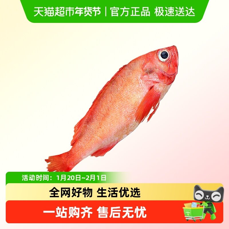 云储生活红石斑鱼鲜活冷冻深海龙胆石班鱼富贵鱼海鲜水产超大整条,水产肉类/新鲜蔬果/熟食,比目鱼/多宝鱼/鸦片鱼/龙利鱼,淘宝优惠券,粉丝福利购,淘宝优惠卷