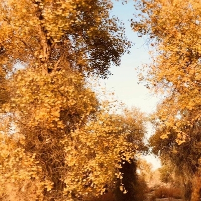 新疆旅游南疆沙雅胡杨林沙漠公路跟团游一日游