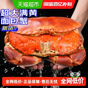 面包蟹特大母帝王蟹熟冻大螃蟹海蟹新鲜海鲜水产黄金蟹珍宝蟹