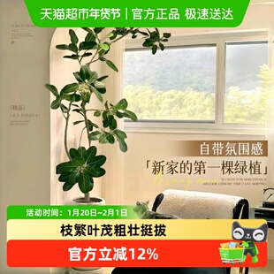 【发货】网红孟加拉榕盆栽大型绿植黄金榕高山榕树室内客厅