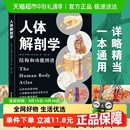 彩色結(jié)構(gòu)和功能圖譜解刨書籍實(shí)用教材醫(yī)學(xué)類系統(tǒng) 人體解剖學(xué)
