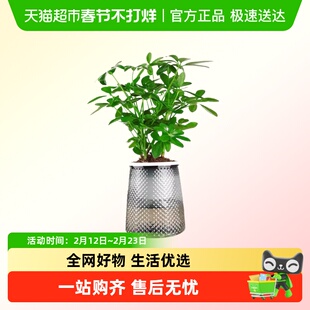 七叶莲鸭脚木鹅掌猜盆栽绿植四季好养桌面绿植自吸水盆