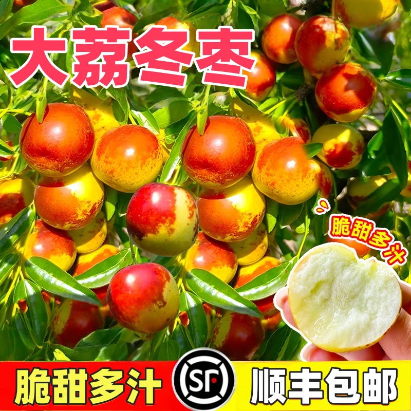 顺丰包邮陕西大荔冬枣新鲜大枣当季水果枣子青枣脆枣冰糖鲜枣5斤