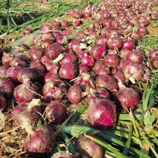 贵州农家自种紫皮洋葱圆葱洋葱头新鲜蔬菜批发