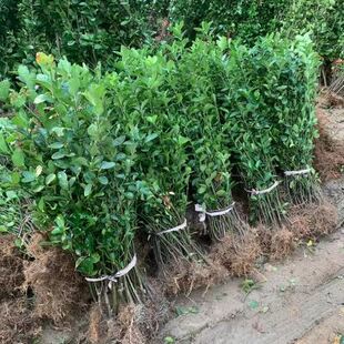 围墙篱笆植物大叶北海道黄杨苗冬青树苗四季 常青耐寒庭院绿篱树苗