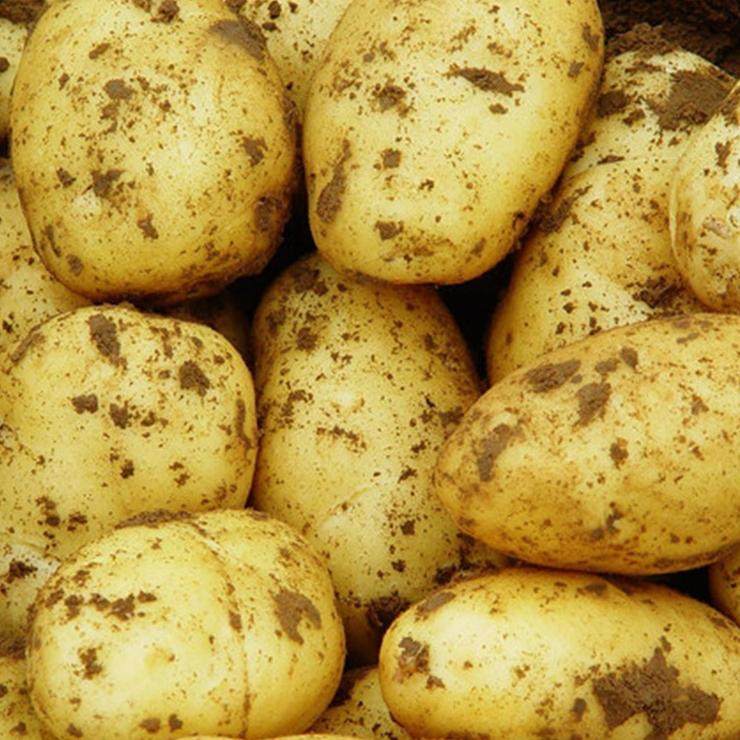 芭芭农场兑换黄皮土豆3斤单果100g+