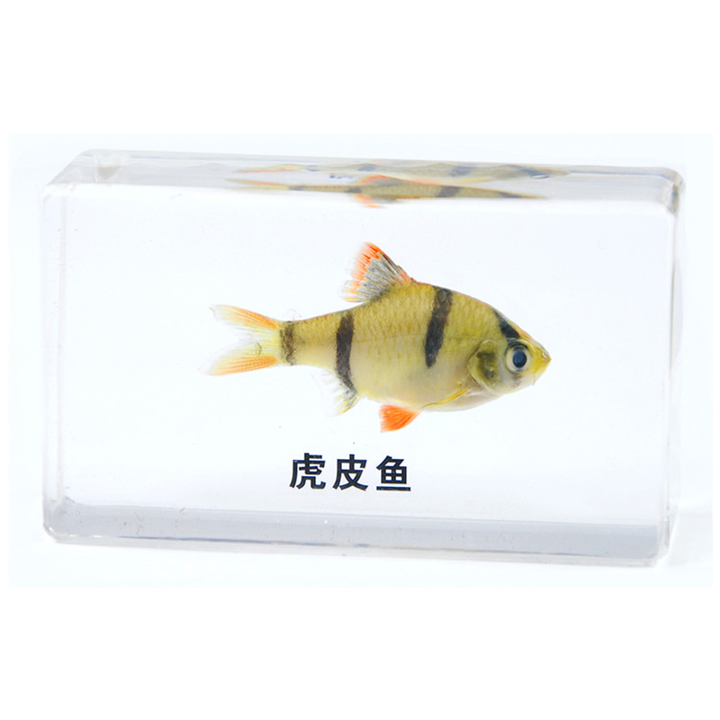 海洋生物热带鱼树脂标本乌龟海虾乌贼章鱼海螺琥珀水晶蜜蜡玩具