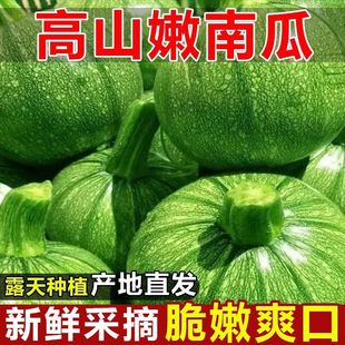 产地 云南新鲜南瓜小圆瓜圆西葫芦绿皮青皮时令蔬菜嫩南瓜当季