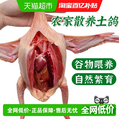 新鲜土鸽子农家散养