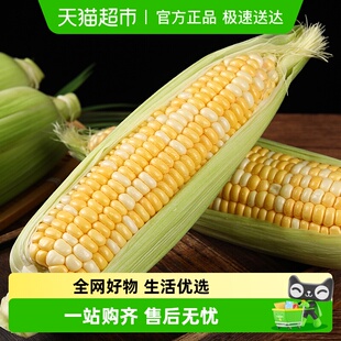 顺丰云南新鲜甜金银水果玉米棒子包谷新鲜蔬 详情页补贴折上折