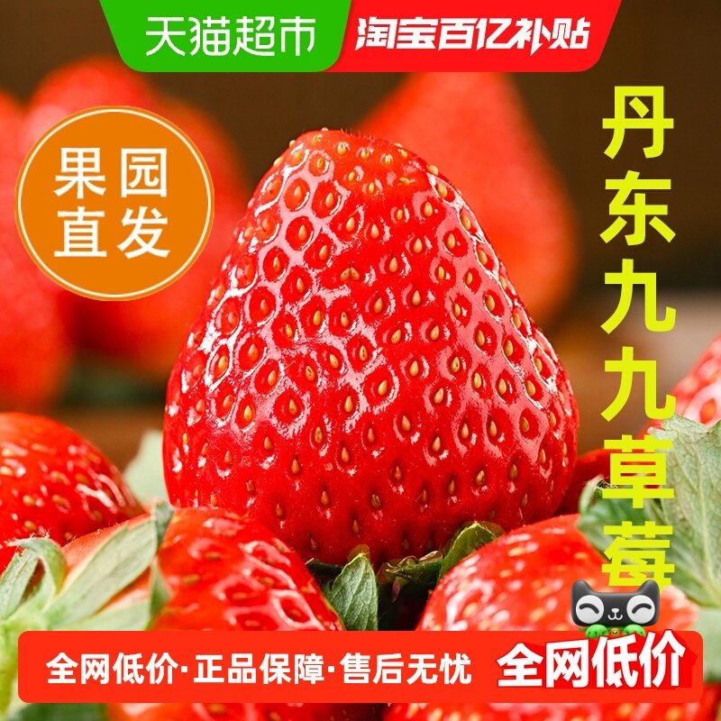 末浅丹东99草莓