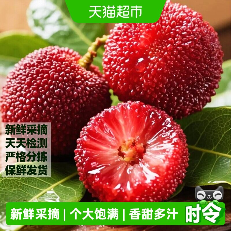 浙江仙居杨梅新鲜东魁杨梅鲜果孕妇水果整箱现摘现发乒乓球果