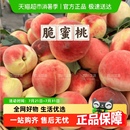 甜嫩桃子新鲜脆蜜桃现摘新鲜水果 四川汉源正宗脆蜜桃当季
