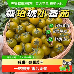 糖珀琥小番茄黄绿色圣女果新鲜现摘唐伯虎水果小柿子生吃玲珑果