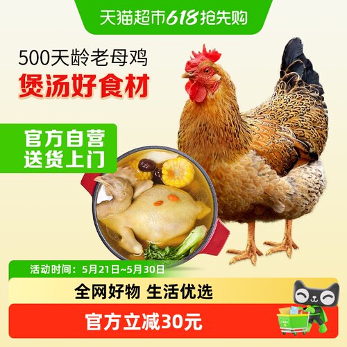 温氏食品慢养500天龄老母鸡