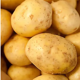 新鲜东北黄心土豆黄皮马铃薯正宗土豆