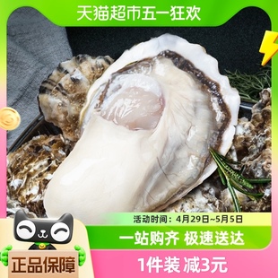 贝司令山东乳山精品生蚝鲜活牡蛎240g单只海鲜水产送蚝刀