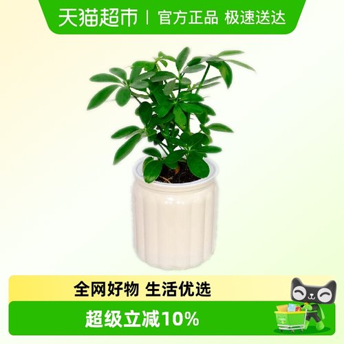 朵屿花间四季好养绿植盆栽