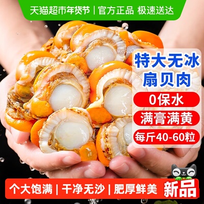 新鲜扇贝肉带黄带膏