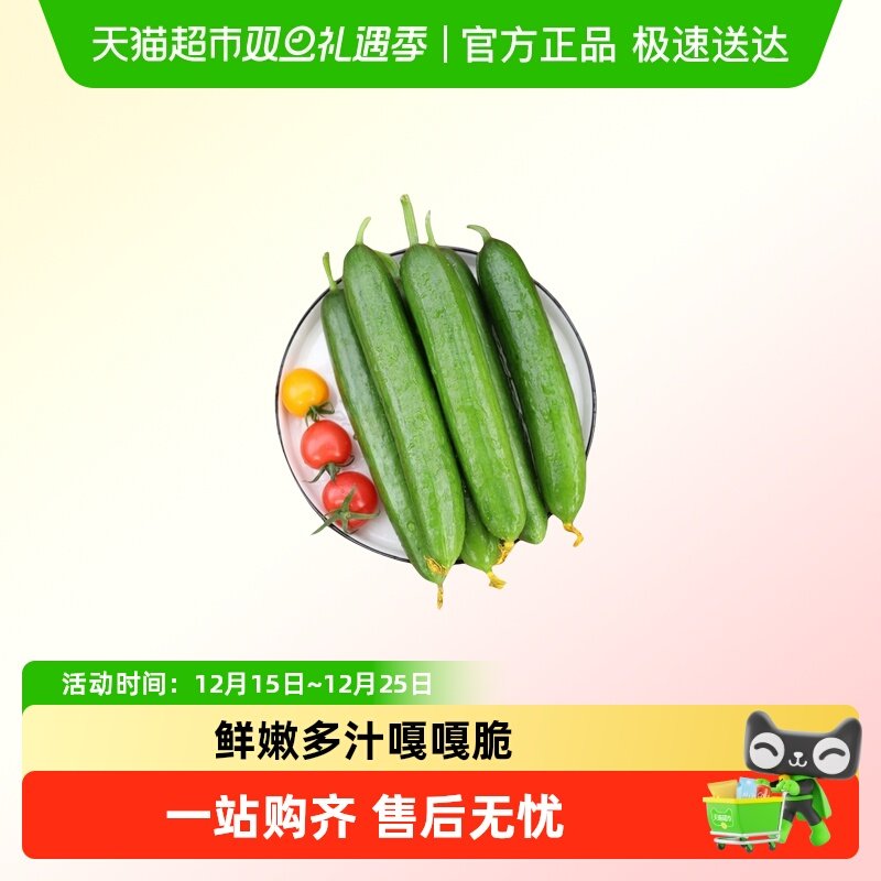 山东水果小黄瓜清脆爽口生吃蘸酱新鲜到家