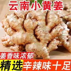 云南正宗小黄姜生姜新鲜罗平小黄姜月子姜老姜土姜沙姜蔬菜