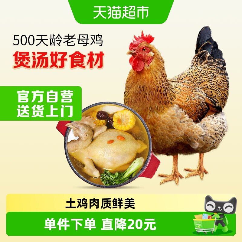 温氏老母鸡农村土鸡散养母鸡慢养500天龄走地鸡月子鸡汤端午 - 实物图