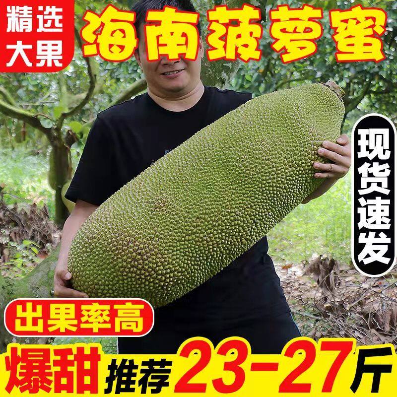 正宗海南菠萝蜜一整个新鲜水果包邮当季现摘黄肉波罗蜜脆甜整箱红
