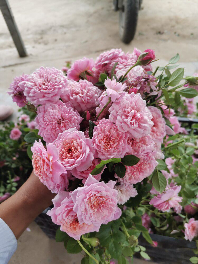铃之妖精月季盆栽露台阳台微月丰花抗病粉色浓香绿植带花花