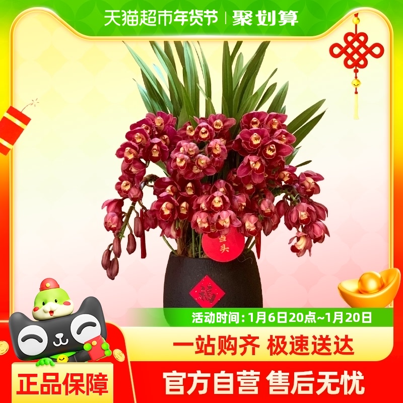 ޥļֲﻨֻڽպ378.1Ԫ(88VIP 95)