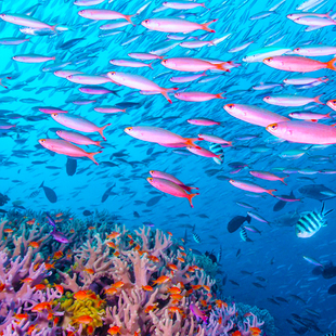 香港往返斐济8天5晚单机票含高标准托运行李额可全国联运楠迪旅游