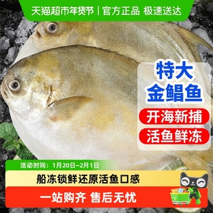 青岛金鲳鱼新鲜冷冻特大鲳鱼鲜活海鱼金昌鱼平鱼银鱼白鲳