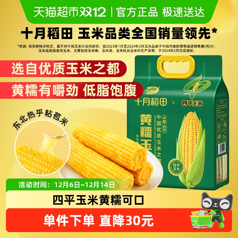 十月稻田东北黄糯玉米