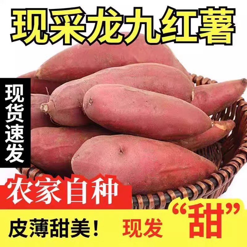 正宗龙九红薯蜜薯超甜沙地蜜薯新鲜黄皮黄心红薯河南番薯甜糯地瓜