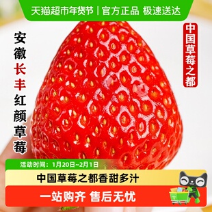 安徽长丰草莓红颜草莓九九牛奶草莓现摘当季新鲜水果整箱