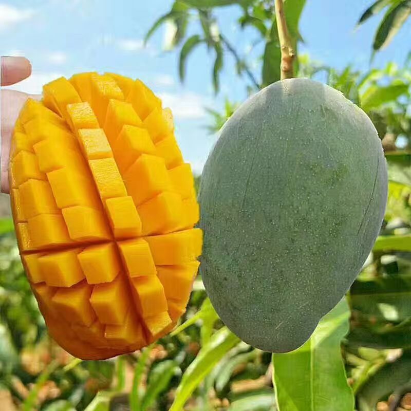 正宗凯特芒果四川攀枝花芒果新果当季超甜水果非金煌芒凯特芒批发