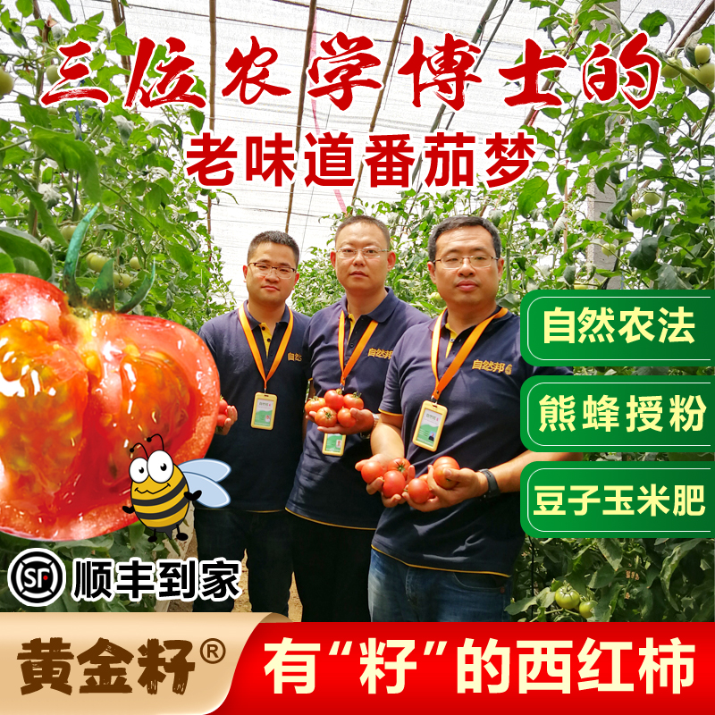 黄金籽西红柿4.8-5斤新鲜自然熟老品种水果非普罗旺斯番茄