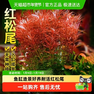 疯狂水草植物鱼缸造景专用红松尾制氧养鱼火山石净化水质的水草