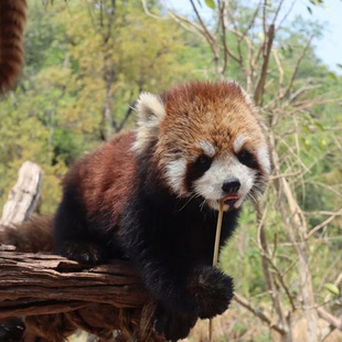 【纯玩拼团】普洱太阳河森林公园+咖啡庄园5选1+那柯里古镇一日游