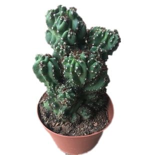 仙人山虎头罗汉山影拳 五指山仙人掌盆栽 玉麒麟类多肉植物盆景