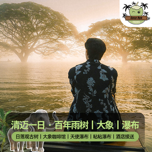 泰国清迈一日游新晋网红百年雨树可搭粘粘瀑布/天使瀑布/大象咖啡