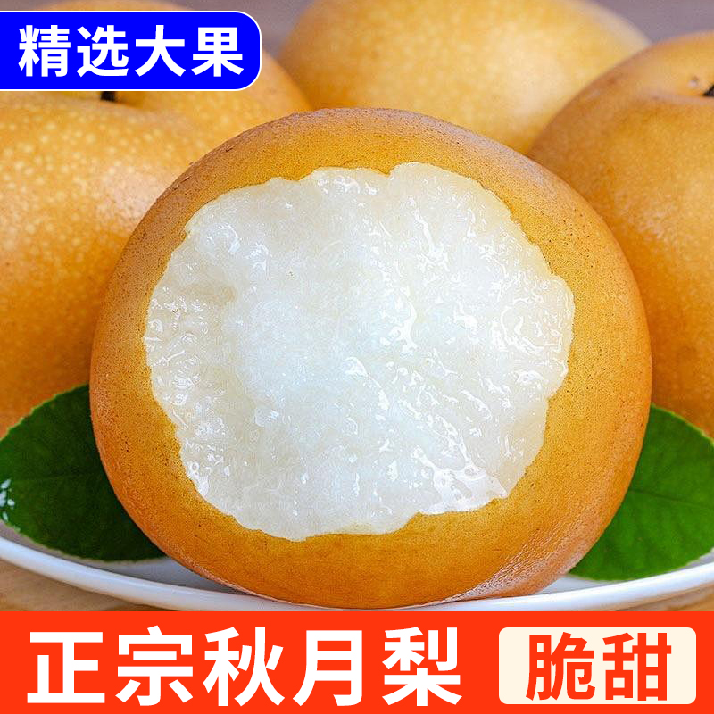 正宗秋月梨山东莱阳新鲜爆甜多汁当季现摘冰糖雪梨蜜梨子水果批发
