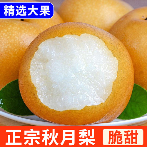 正宗秋月梨山东莱阳新鲜爆甜多汁当季现摘冰糖雪梨蜜梨子水果批发