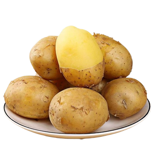 新鲜黄皮黄心土豆黄皮软糯香甜洋芋马铃薯蔬菜0924