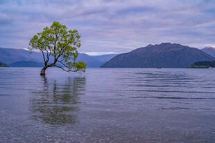 新西兰瓦纳卡之树+瓦纳卡镇+箭镇+哈威亚湖包车一日游