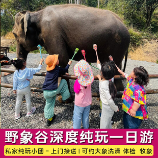 西双版纳野象谷深度纯玩一日游  可约大象洗澡 雨林牧象 大象体检