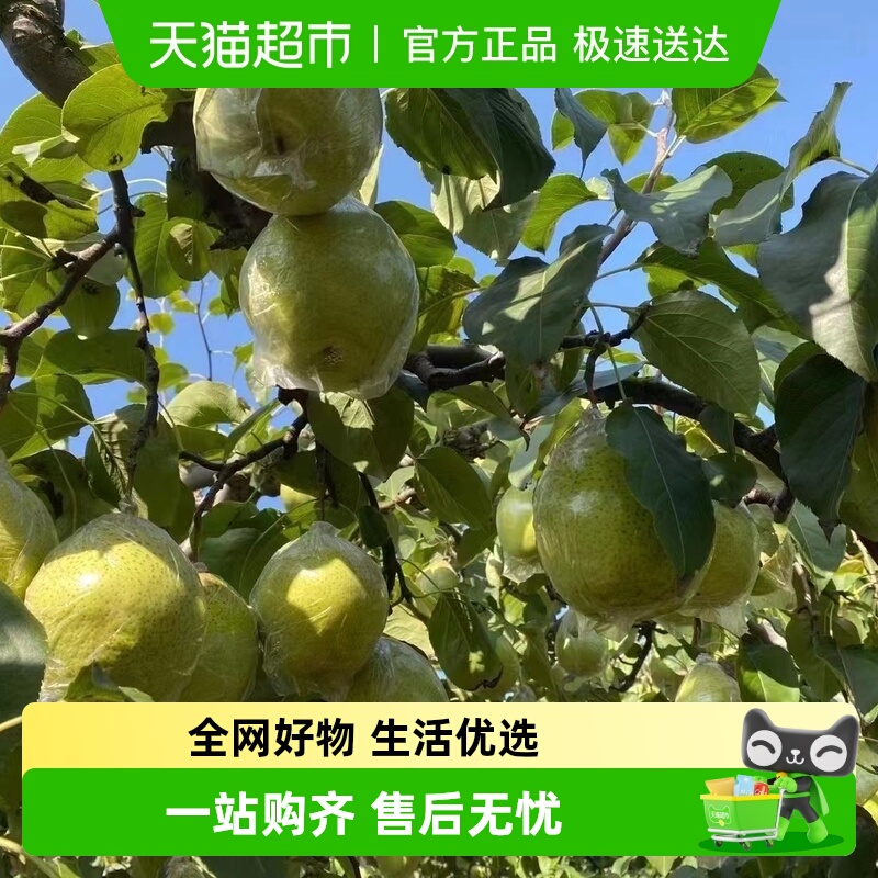 顺丰鸭梨新鲜水果现摘脆甜多汁