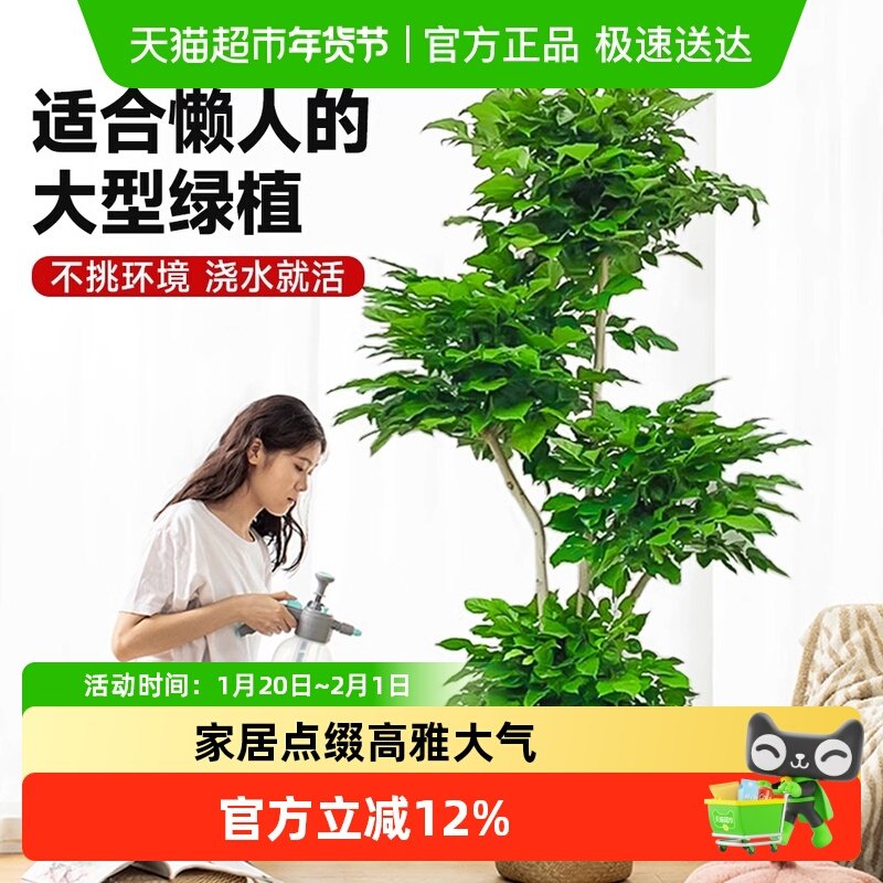 无忧农夫幸福树大型老桩盆栽室内平安树家居点缀提升睡眠绿植盆景,鲜花速递/花卉仿真/绿植园艺,其它园艺用品,淘宝优惠券,粉丝福利购,淘宝优惠卷
